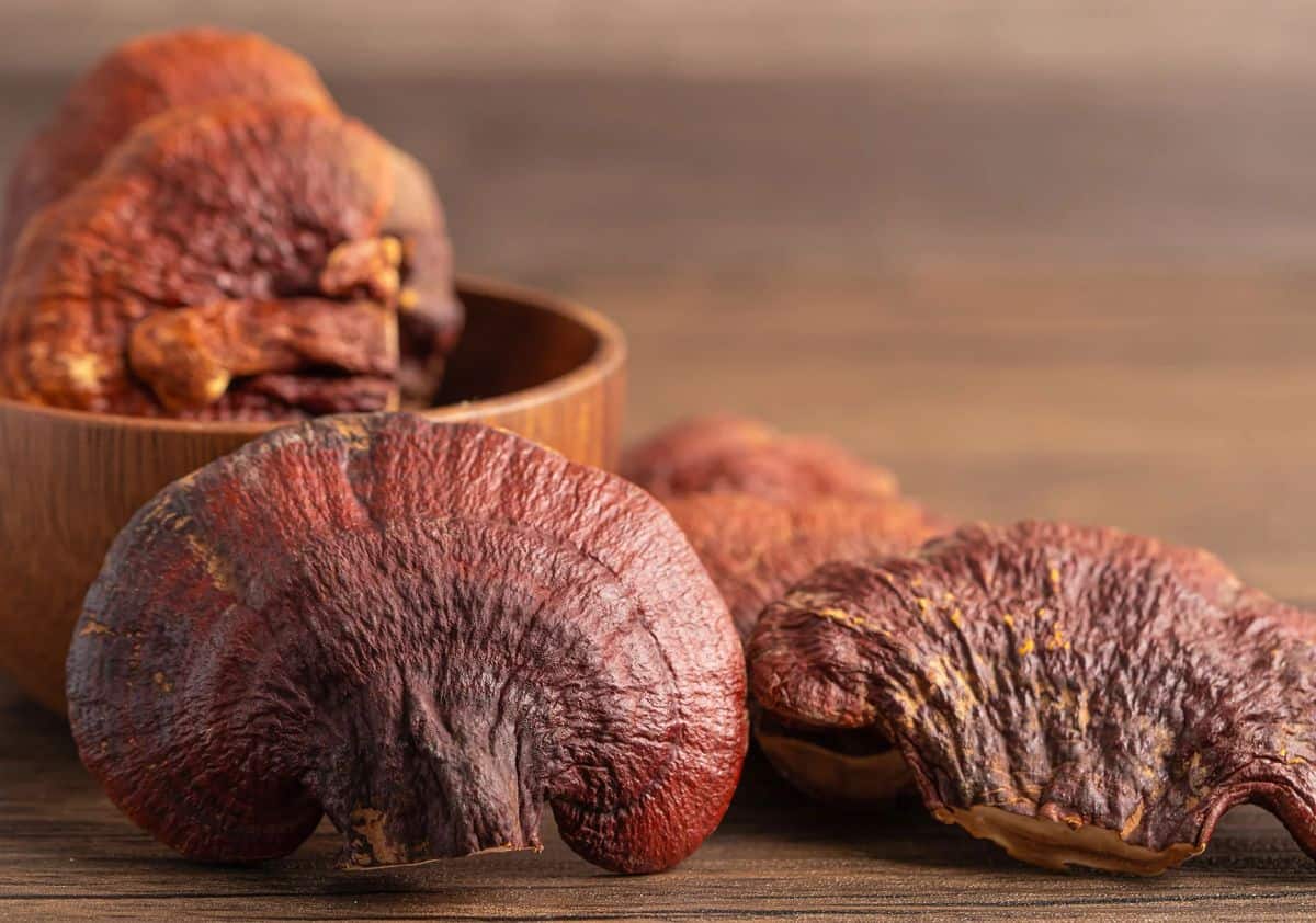 Scheme de Tratament cu Ganoderma