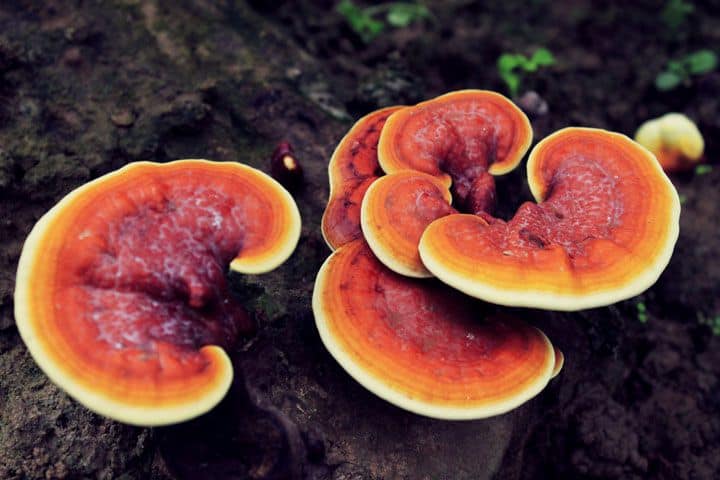 Ganoderma Lucidum (Ciuperca Reishi)