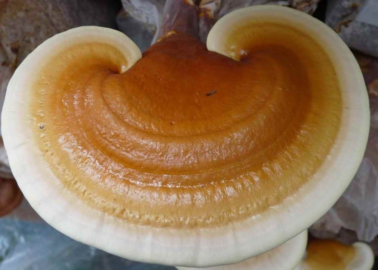 Ciuperca Ganoderma (Reishi) – Proveniență și Beneficii