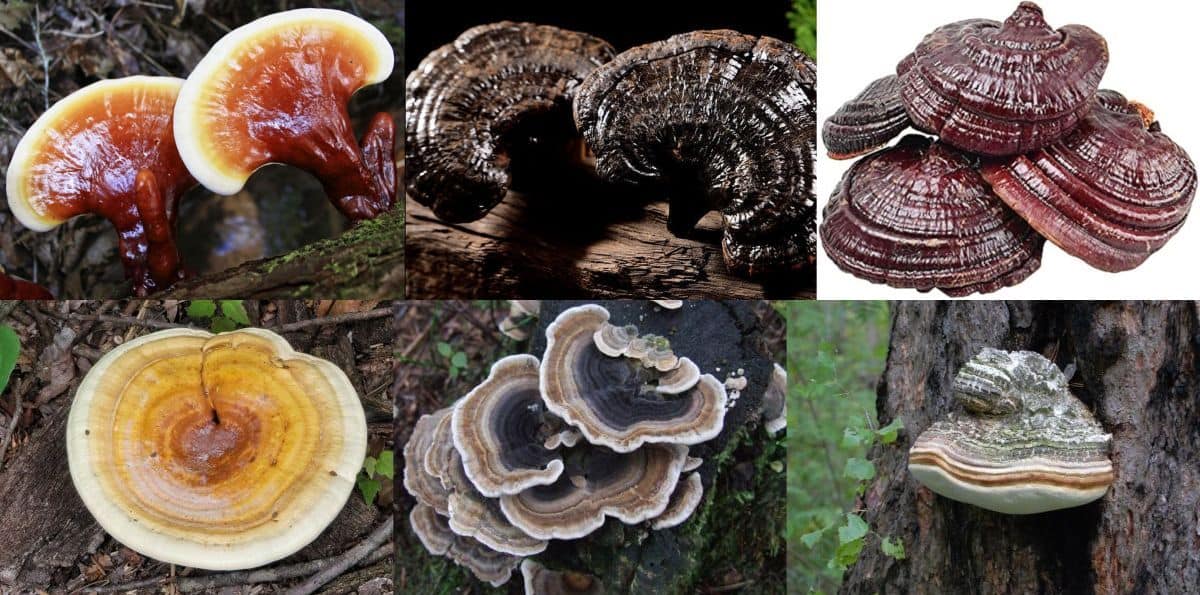 Tipuri și Specii ale Ciupercii Ganoderma