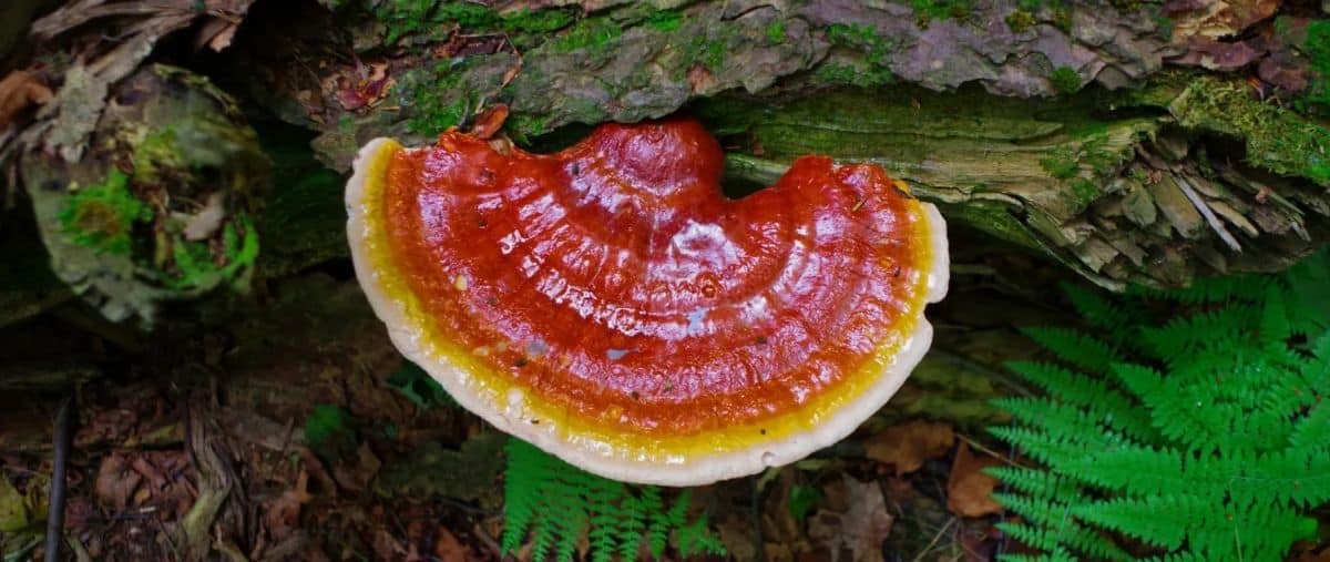 Contraindicații Ganoderma Lucidum (Reishi)