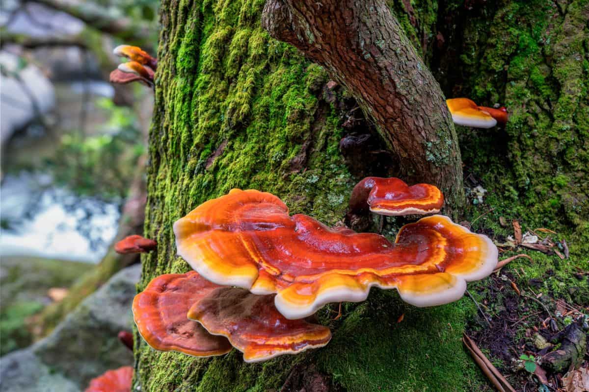Beneficiile Ciupercii Ganoderma