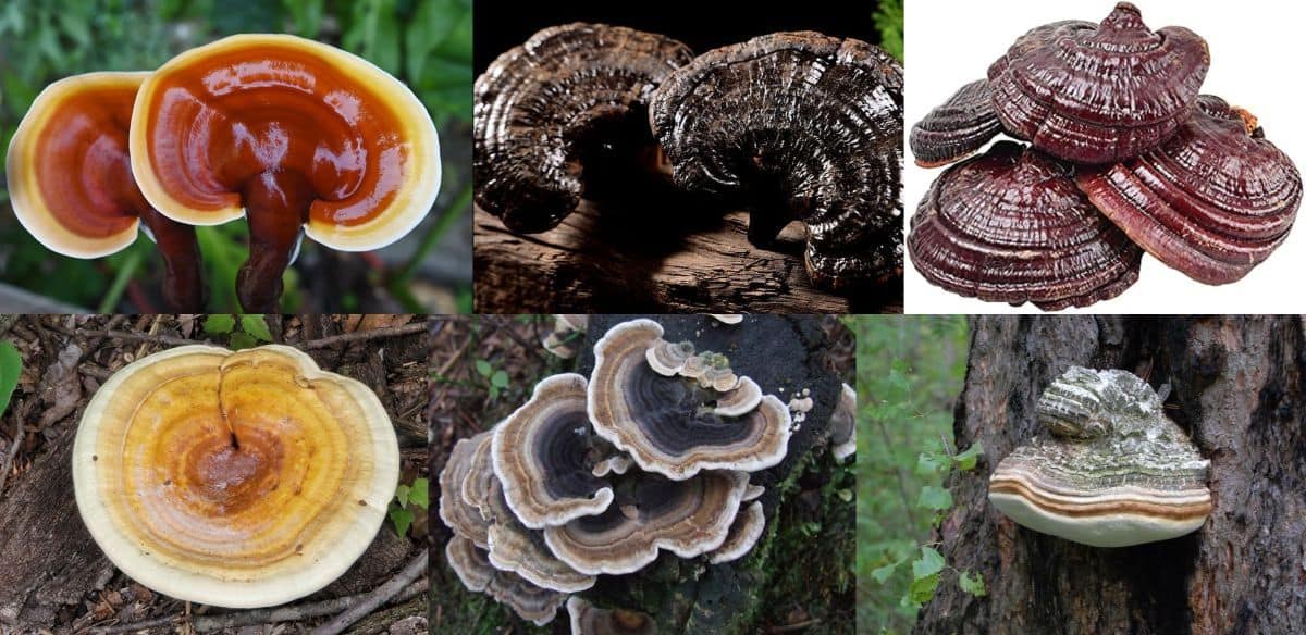 Care este cea mai bună Ganoderma?