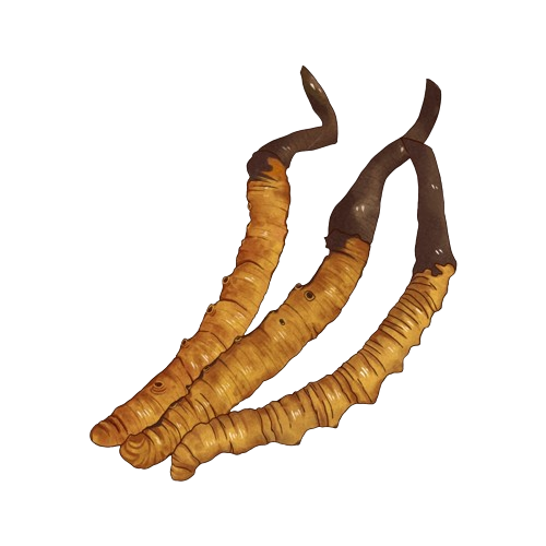 cordyceps ciuperca