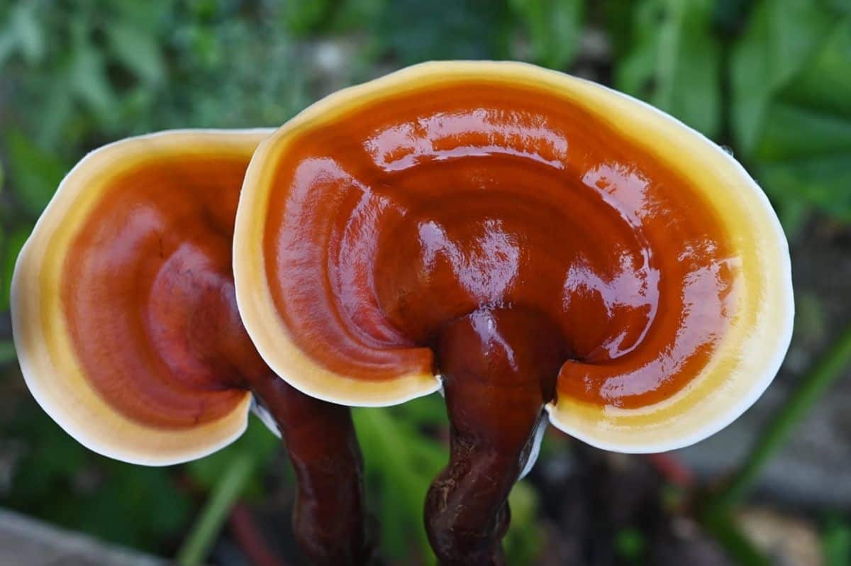 ciuperca-ganoderma-lucidum