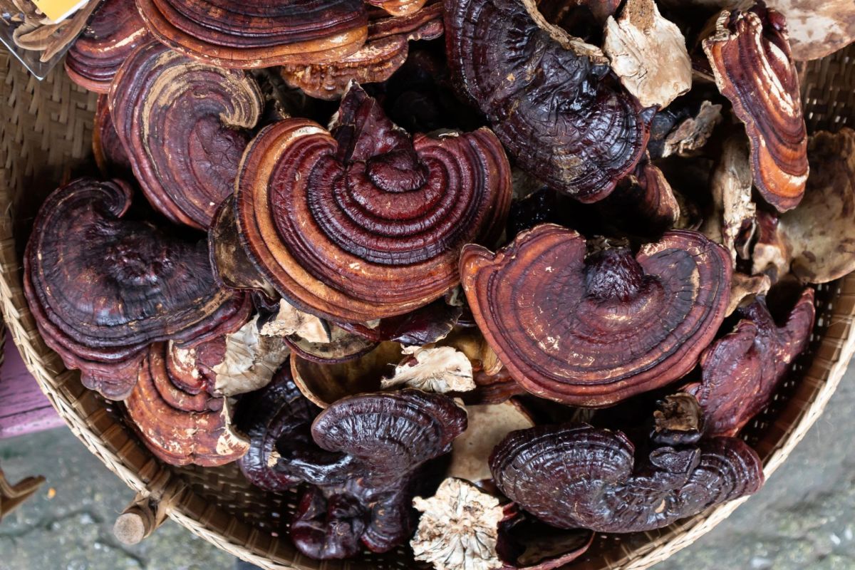 culori-diferite-ciuperca-ganoderma