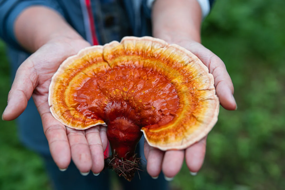 Ciuperca-Reishi-Pareri