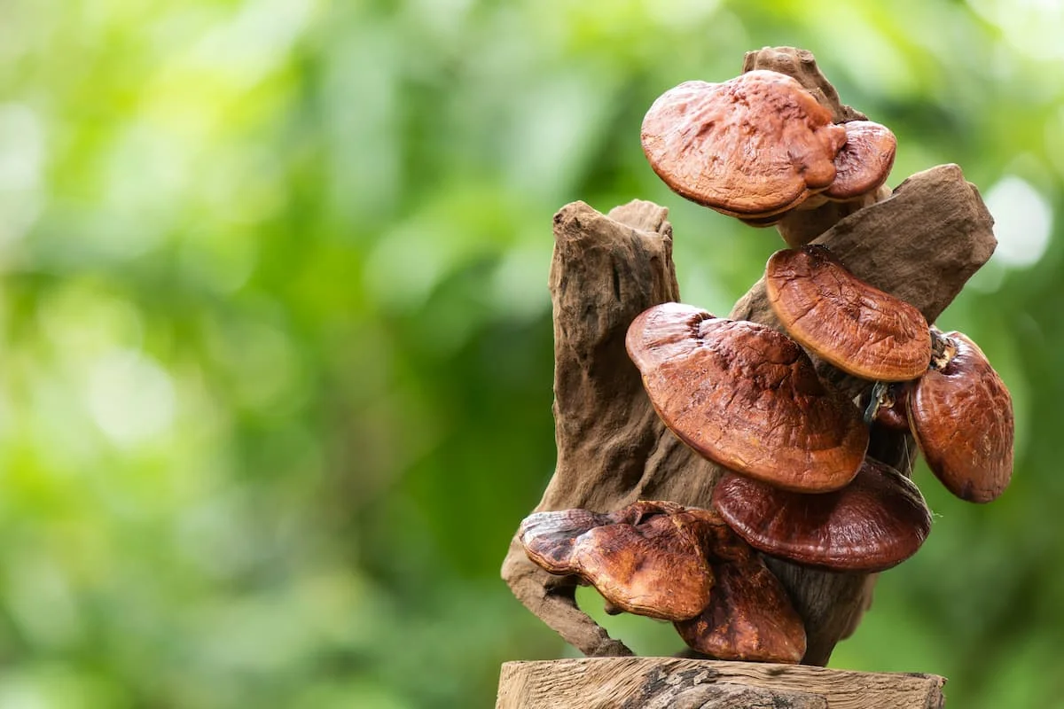 Ciuperca-Reishi-Parerile-oamenilor