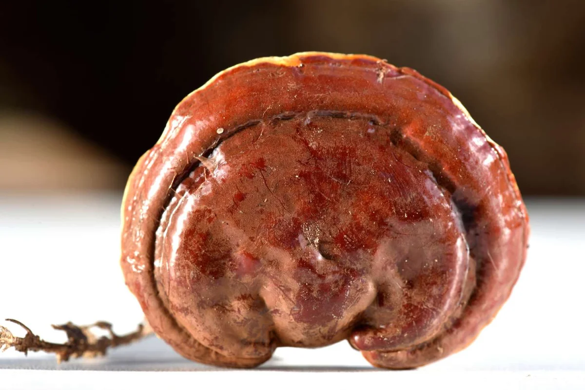 Ceai-cu-Ganoderma-Beneficii-Efecte-asupra-Organismului