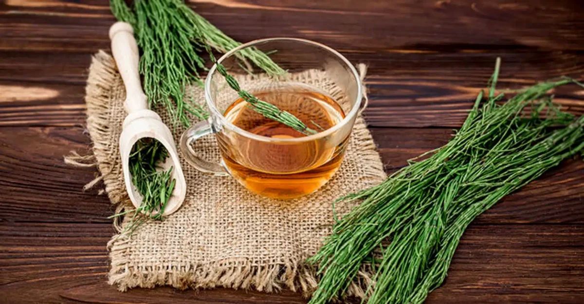 Ceai-de-Coada-Calului-beneficii-utilizari-si-contraindicatii