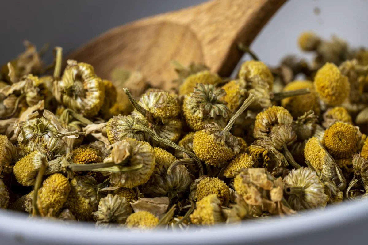 Ceai-de-musetel-baut-seara-beneficii-reale-pentru-somn-stres-si-digestie-plante-uscate